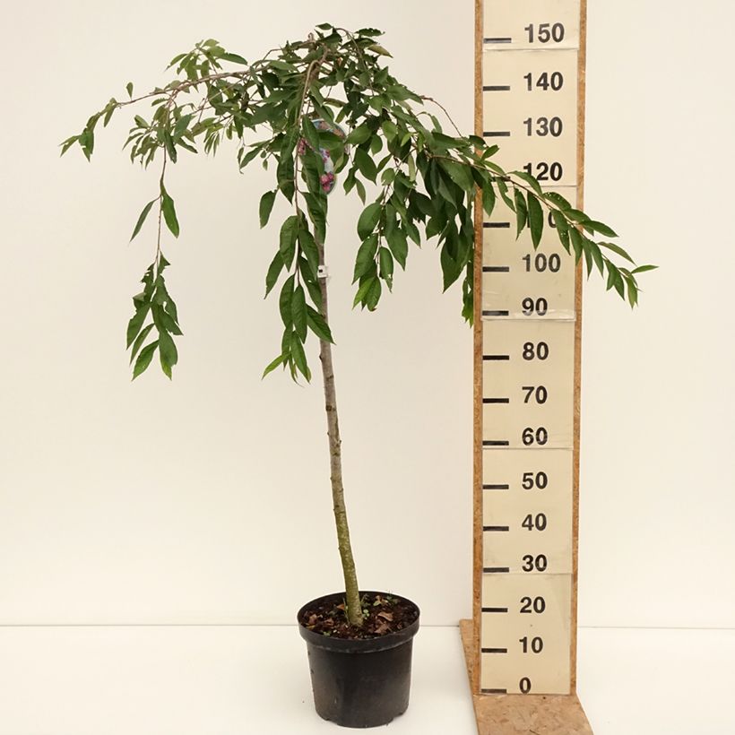 Prunus subhirtella Pendula Rubra - Wheeping  Cherry 7.5L/10L pot, Standard sample as delivered in summer