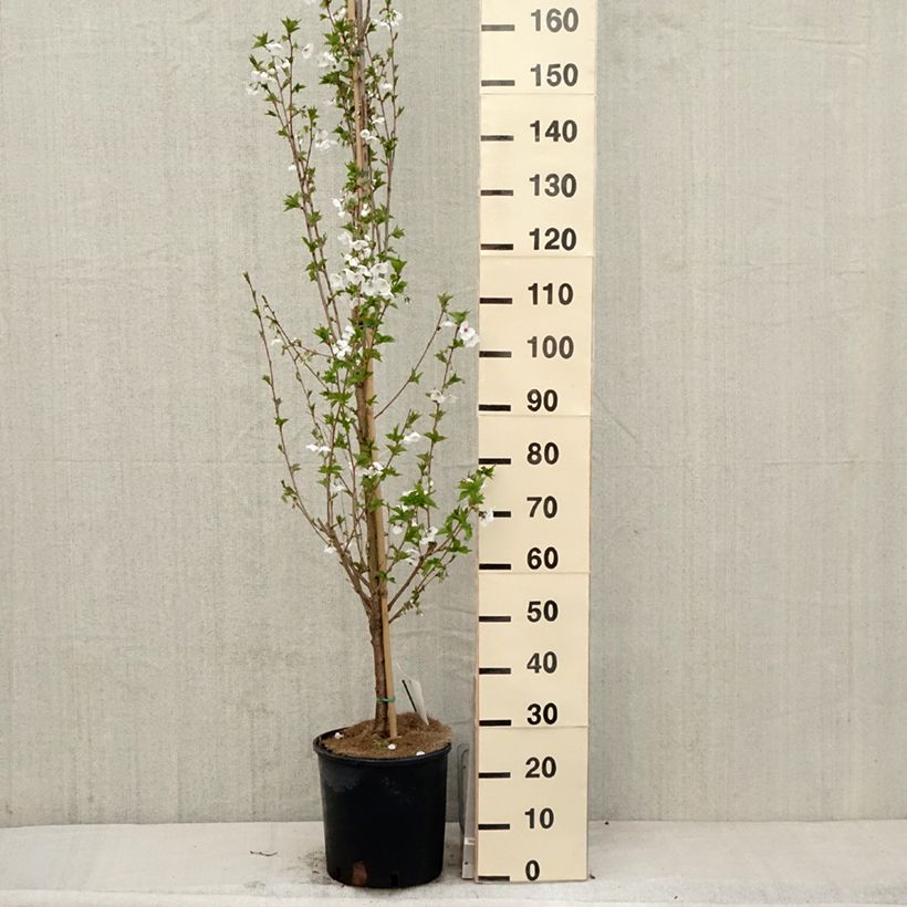 Prunus Umineko - Cherry 7.5L/10L pot sample as delivered in spring