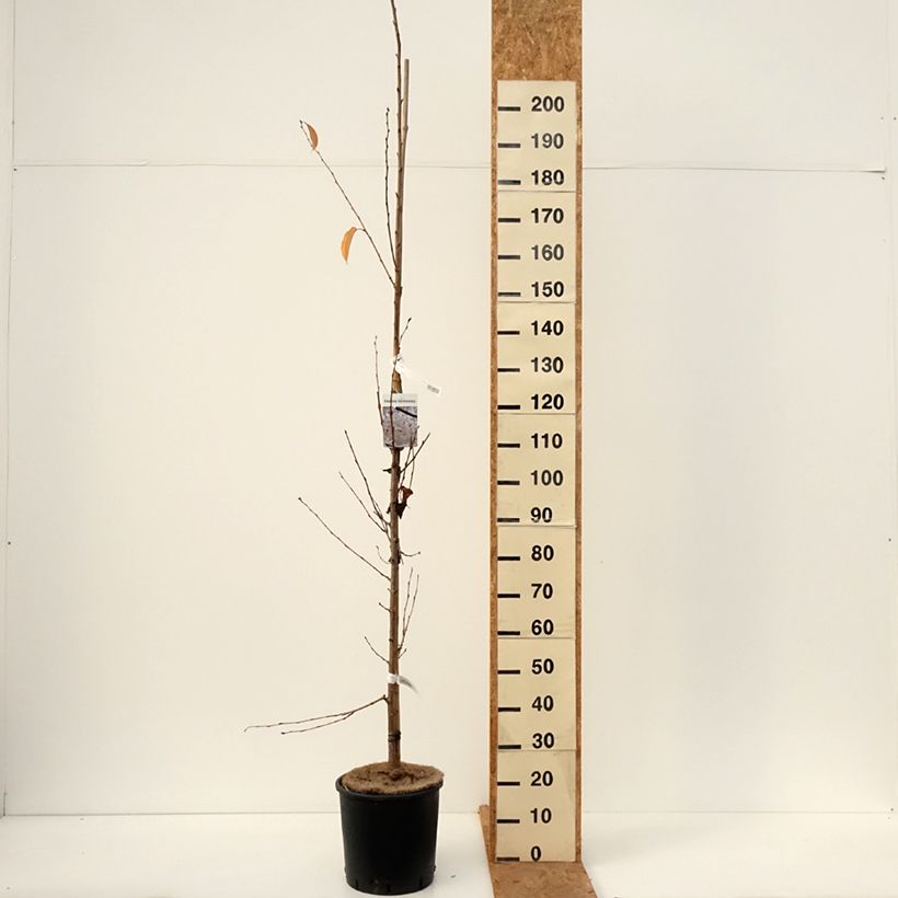 Prunus  yedoensis - Yoshino Cherry 7.5L/10L pot sample as delivered in autumn