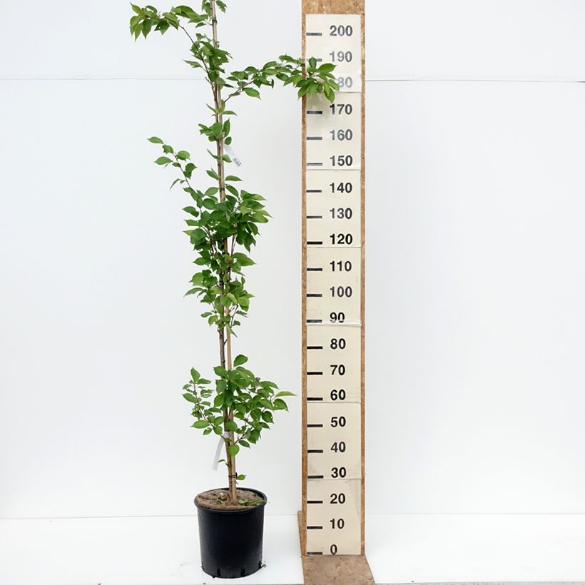 Prunus  yedoensis - Yoshino Cherry 7.5L/10L pot sample as delivered in spring