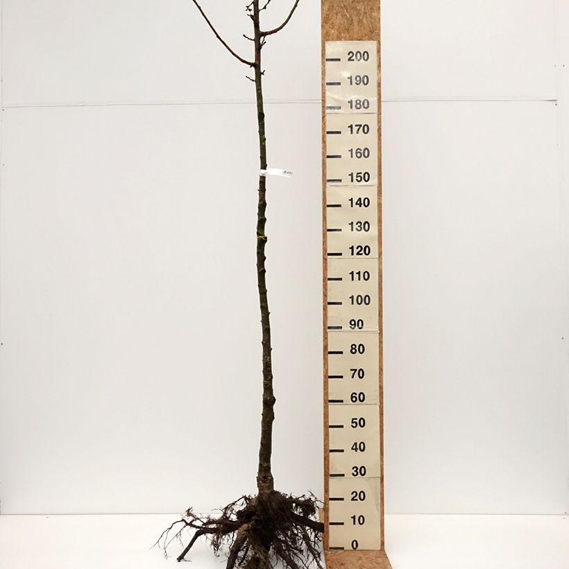 Prunus  yedoensis - Yoshino Cherry Bare root sample as delivered in winter