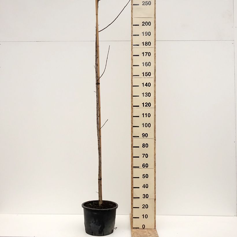 Prunus virginiana Canada Red - Chokecherry 20L/25L pot sample as delivered in winter