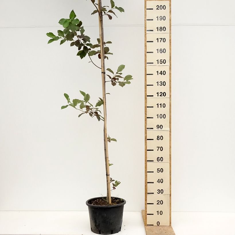 Prunus virginiana Canada Red - Chokecherry 20L/25L pot sample as delivered in spring