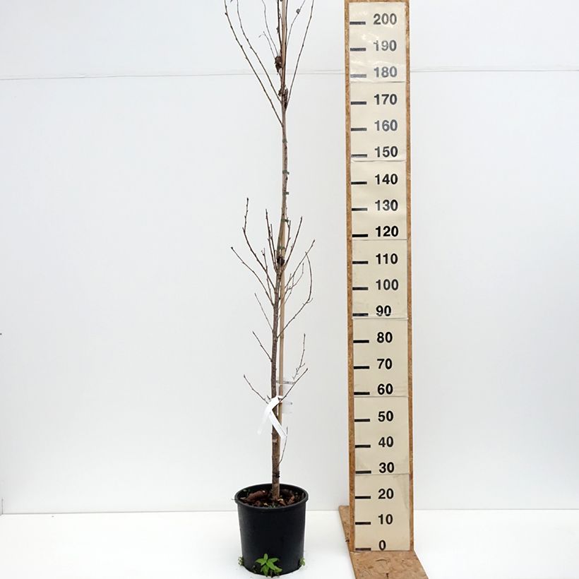 Prunus serrulata Sunset Boulevard - Japanese Cherry 7.5L/10L pot sample as delivered in autumn