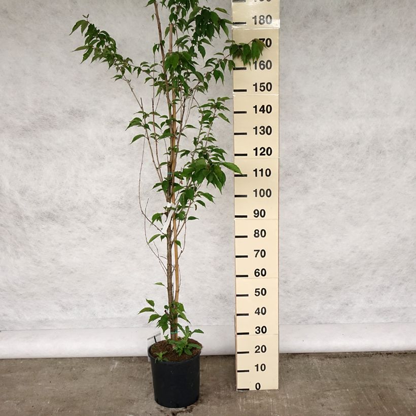 Prunus serrulata Sunset Boulevard - Japanese Cherry 7.5L/10L pot sample as delivered in spring
