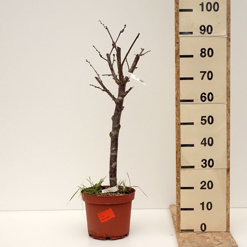 Prunus cerasus Cerise Allégria Delbard - Tart Cherry Tree 7.5L/10L pot, Goblet sample as delivered in winter