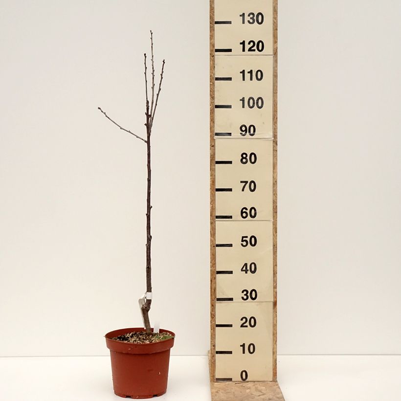 Prunus cerasus Anglaise Hâtive - Tart Cherry Tree 7.5L/10L pot, Scion sample as delivered in winter