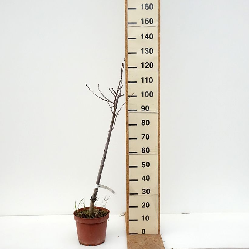 Prunus cerasus Anglaise Hâtive - Tart Cherry Tree 7.5L/10L pot, Scion sample as delivered in autumn