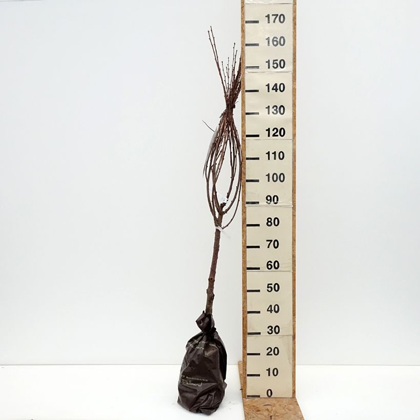Prunus cerasus Belle Magnifique - Tart Cherry Tree Ready-to-plant root ball, Goblet sample as delivered in autumn