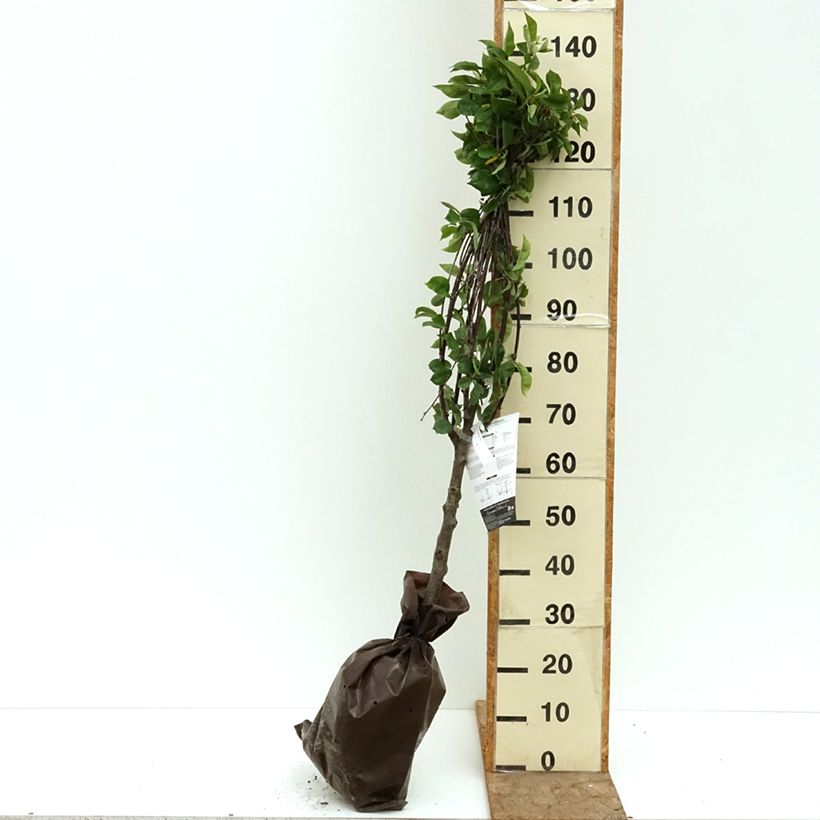 Prunus cerasus Belle Magnifique - Tart Cherry Tree Ready-to-plant root ball, Goblet sample as delivered in summer