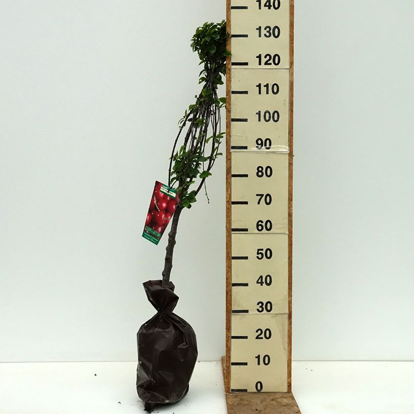 Prunus cerasus Belle Magnifique - Tart Cherry Tree Ready-to-plant root ball, Goblet sample as delivered in spring