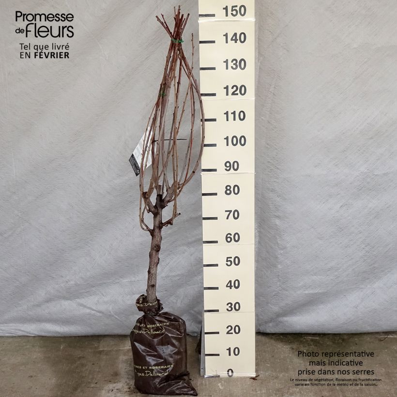 Prunus avium Bigarreau Bigalise - Cherry Tree Ready-to-plant root ball, Goblet sample as delivered in winter