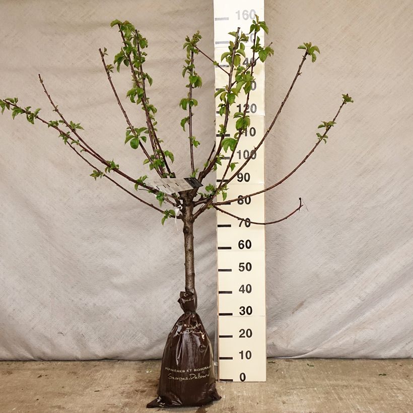 Prunus avium Bigarreau Bigalise - Cherry Tree Ready-to-plant root ball, Goblet sample as delivered in spring