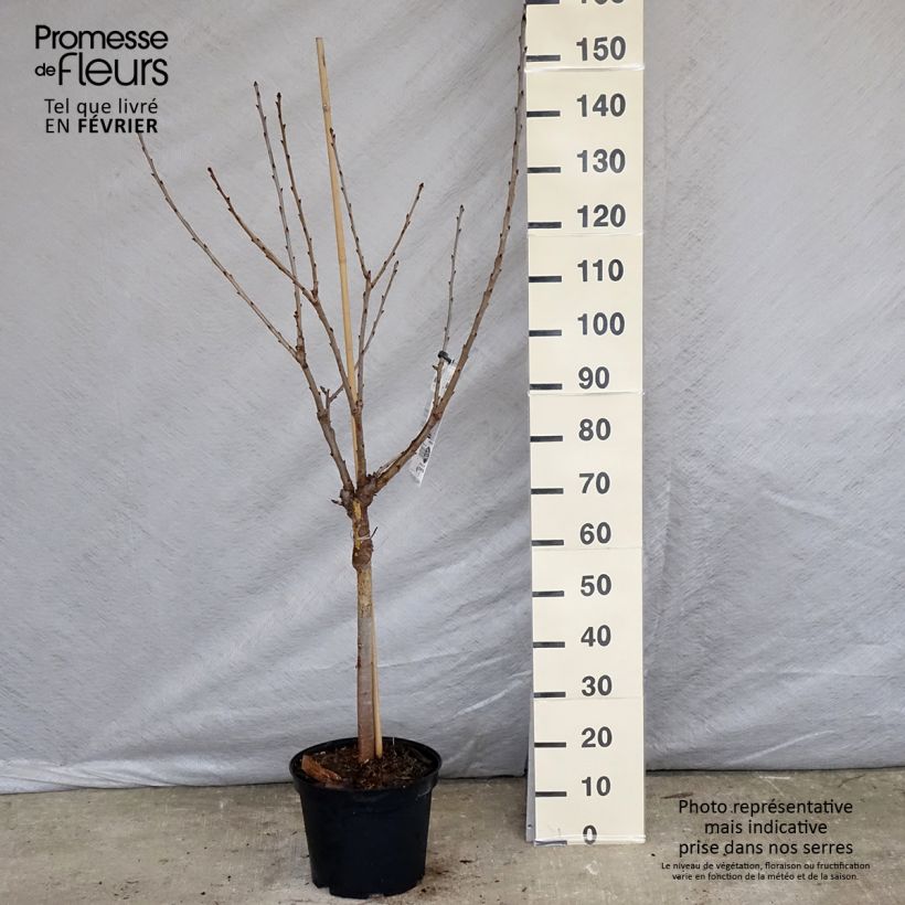 Prunus avium Bigarreau Burlat - Cherry Tree 7.5L/10L pot, Goblet sample as delivered in winter