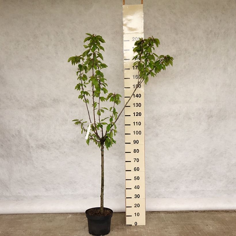 Prunus avium Bigarreau Burlat - Cherry Tree 7.5L/10L pot, Goblet sample as delivered in spring