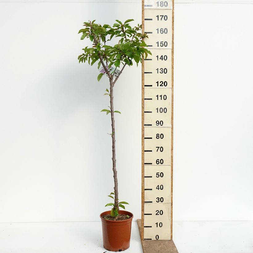 Prunus avium Bigarreau Burlat - Cherry Tree 7.5L/10L pot, Half standard sample as delivered in spring
