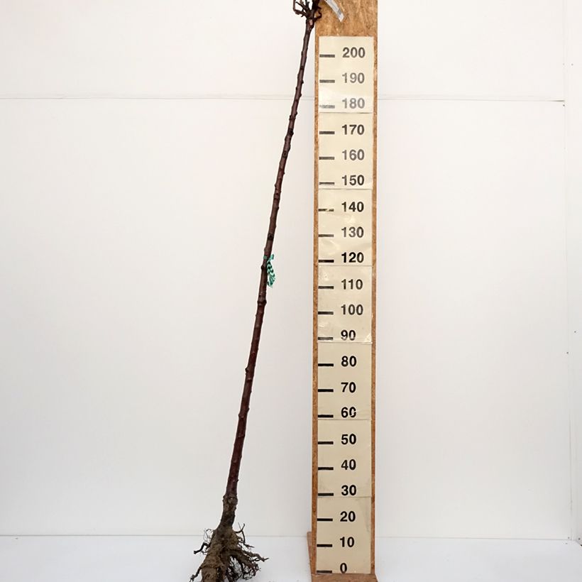 Prunus avium Bigarreau Burlat - Cherry Tree Bare root, Standard sample as delivered in winter