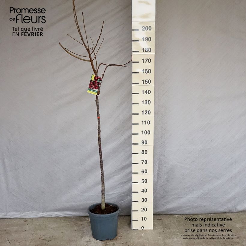 Prunus avium Bigarreau Burlat - Cherry Tree 7.5L/10L pot, Half standard sample as delivered in winter