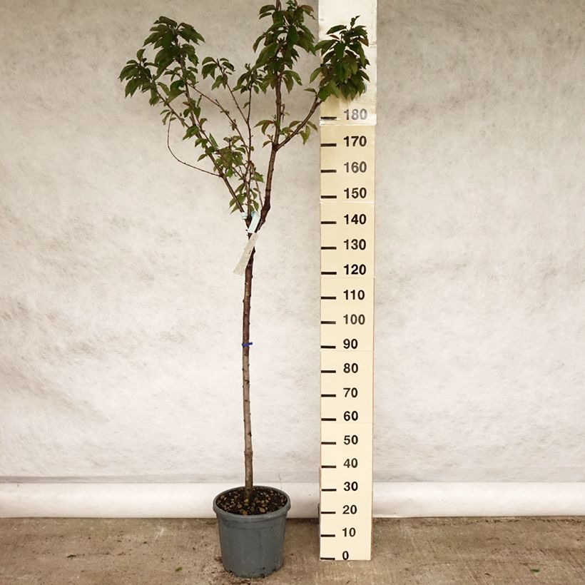Prunus cerasus Bigarreau Coeur de Pigeon - Tart Cherry Tree 7.5L/10L pot, Half standard sample as delivered in spring