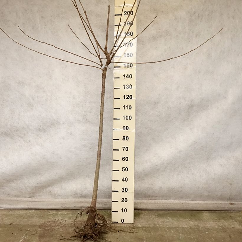 Prunus avium Bigarreau de La Saint Jean - Cherry Tree Bare root, Half standard sample as delivered in autumn