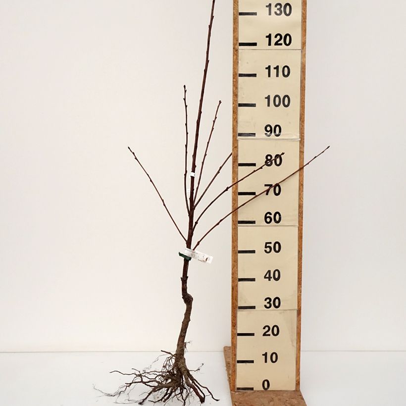 Prunus avium Bigarreau de La Saint Jean - Cherry Tree Bare root, Scion sample as delivered in winter
