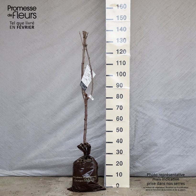 Prunus avium Bigarreau Délice de Malicorne - Cherry Tree Ready-to-plant root ball, Goblet sample as delivered in winter