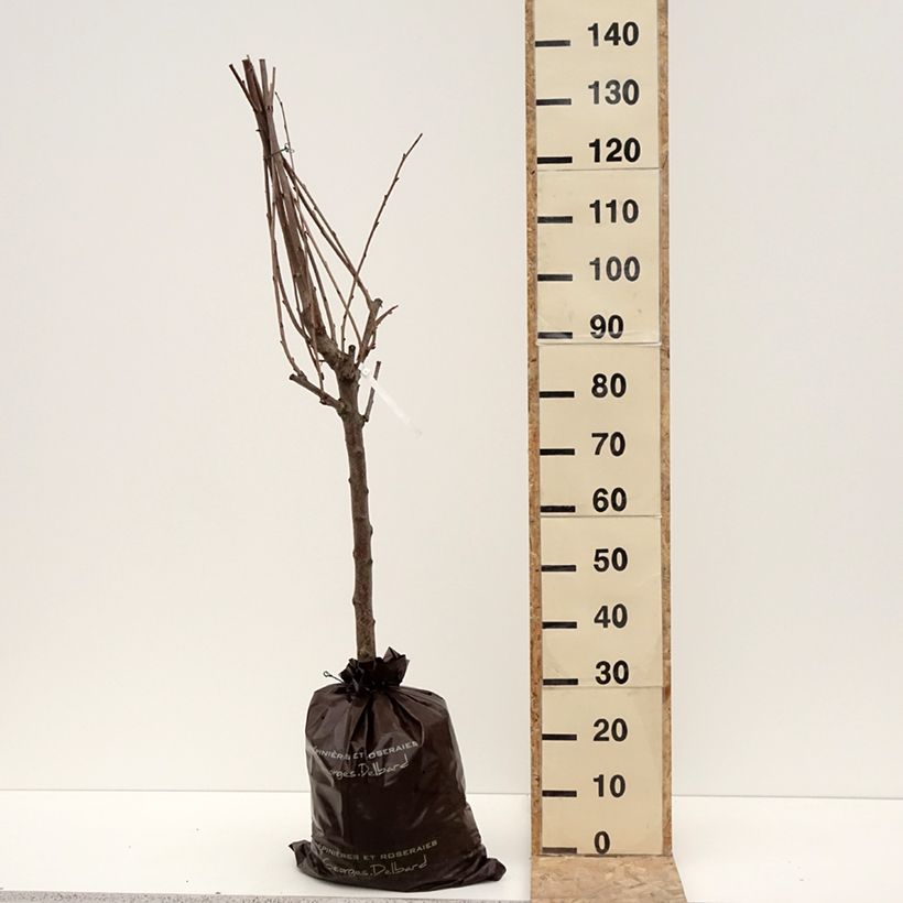 Prunus avium Bigarreau hâtif Delbard - Cherry Tree Ready-to-plant root ball, Goblet sample as delivered in winter