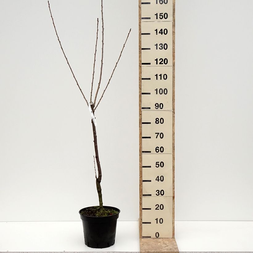 Prunus cerasus Bigarreau Hedelfingen - Tart Cherry Tree 7.5L/10L pot, Goblet sample as delivered in winter