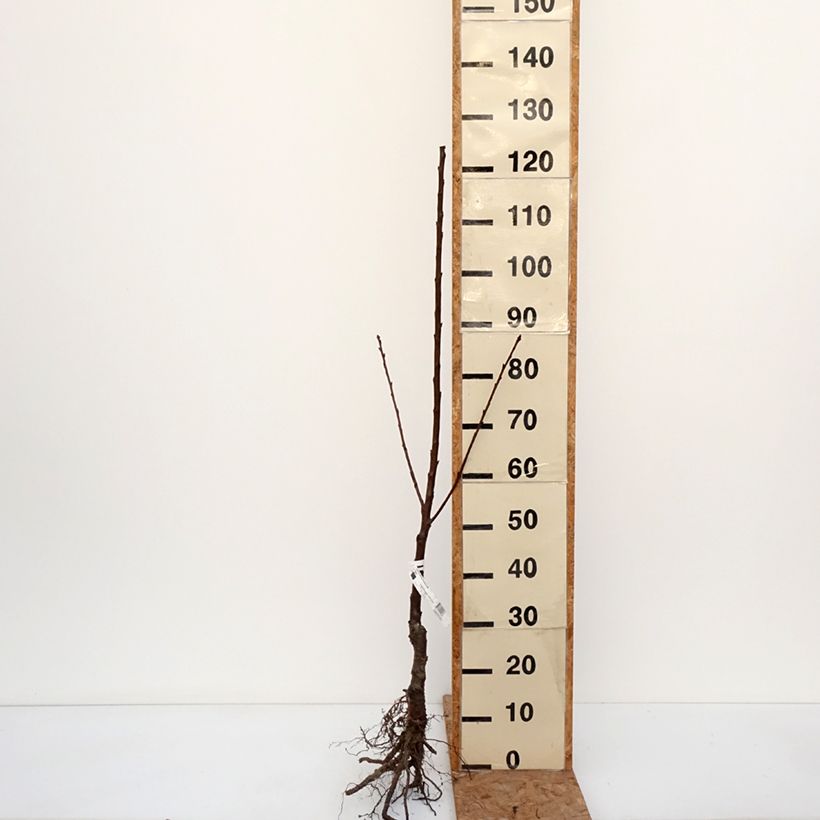 Prunus avium Bigarreau Jaune de Missens - Cherry Tree Bare root, Scion sample as delivered in winter
