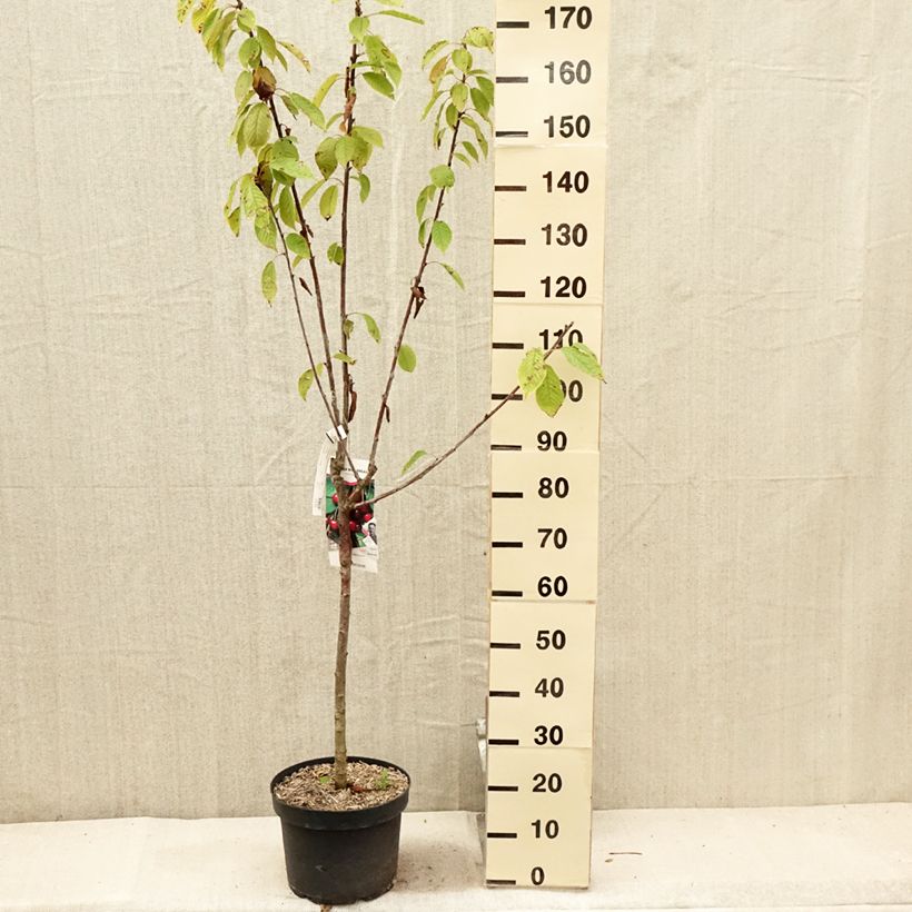Prunus cerasus Marmotte - Tart Cherry 7.5L/10L pot, Goblet sample as delivered in summer