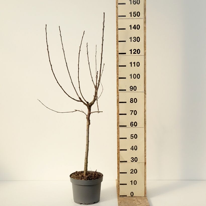 Prunus cerasus Marmotte - Tart Cherry 7.5L/10L pot, Goblet sample as delivered in winter
