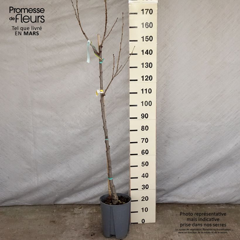 Prunus avium Moreau - Cherry Tree 7.5L/10L pot, Half standard sample as delivered in spring