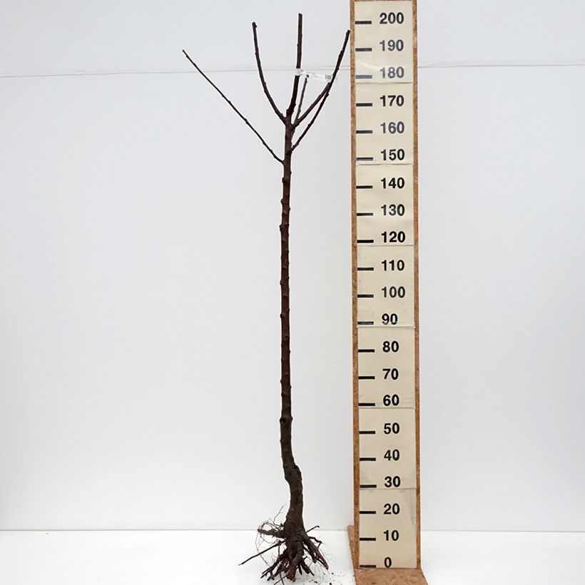 Prunus avium Bigarreau Noir - Cherry Tree Bare root, Half standard sample as delivered in winter