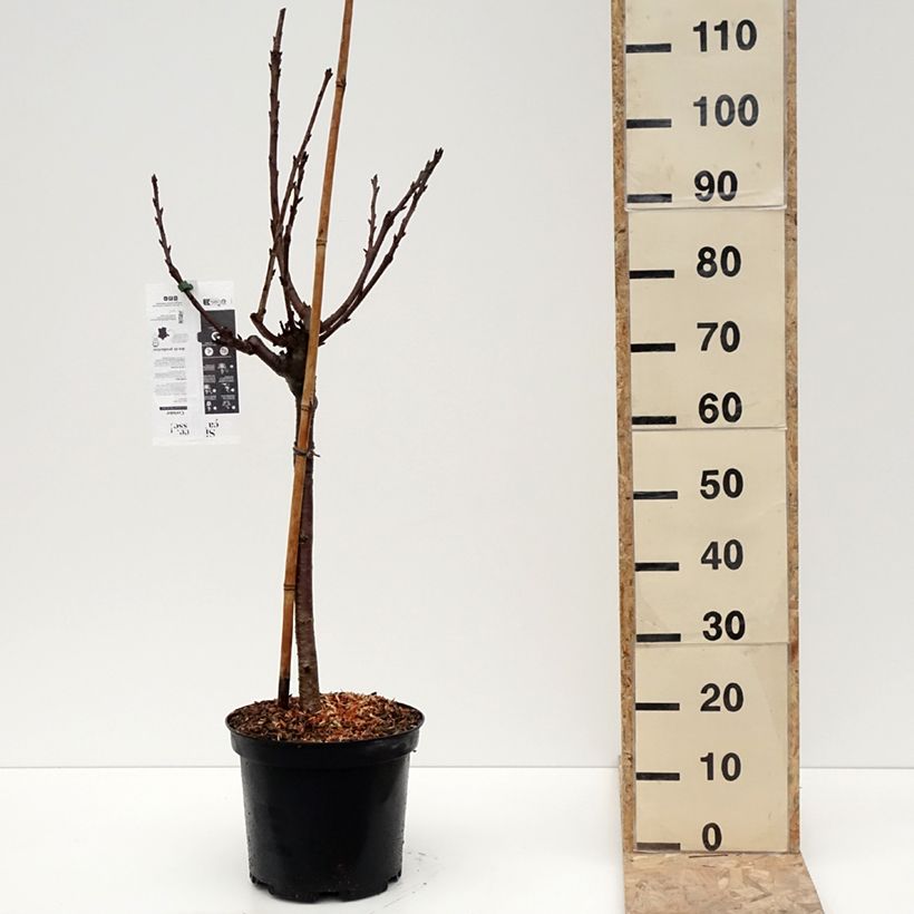 Prunus avium Bigarreau Reverchon - Cherry Tree 7.5L/10L pot, Goblet sample as delivered in winter