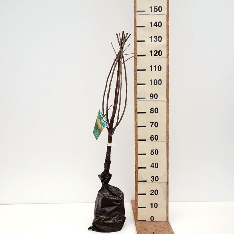 Prunus cerasus Bigarreau Stark Gold - Tart Cherry Tree Ready-to-plant root ball, Goblet sample as delivered in autumn