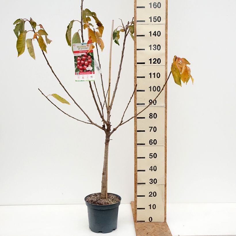 Prunus avium Bigarreau Summit - Cherry Tree 7.5L/10L pot, Goblet sample as delivered in autumn