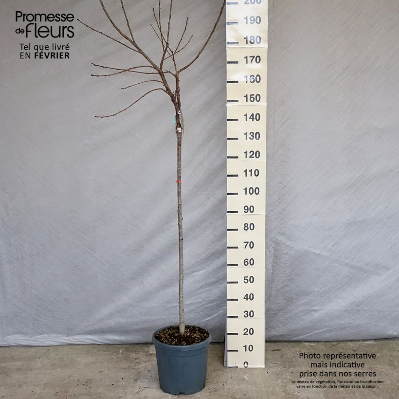 Prunus avium Bigarreau Sunburst - Cherry Tree 7.5L/10L pot, Half standard sample as delivered in winter