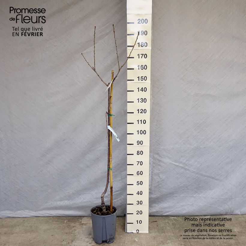 Prunus avium Van - Cherry Tree 7.5L/10L pot, Half standard sample as delivered in winter