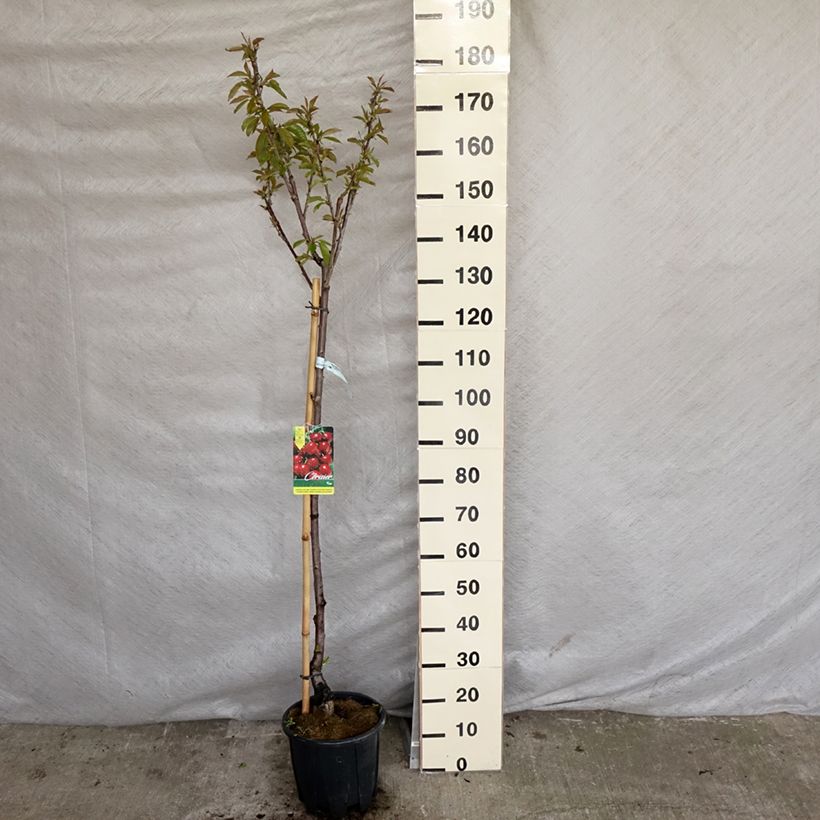 Prunus avium Van - Cherry Tree 7.5L/10L pot, Half standard sample as delivered in spring