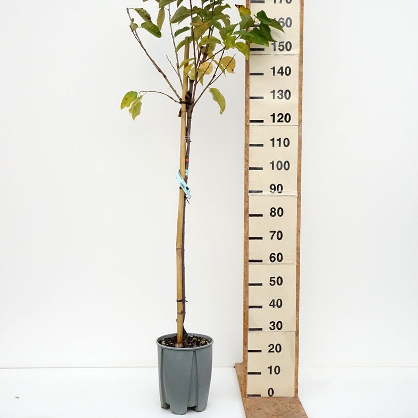 Prunus avium Van - Cherry Tree 7.5L/10L pot, Half standard sample as delivered in autumn