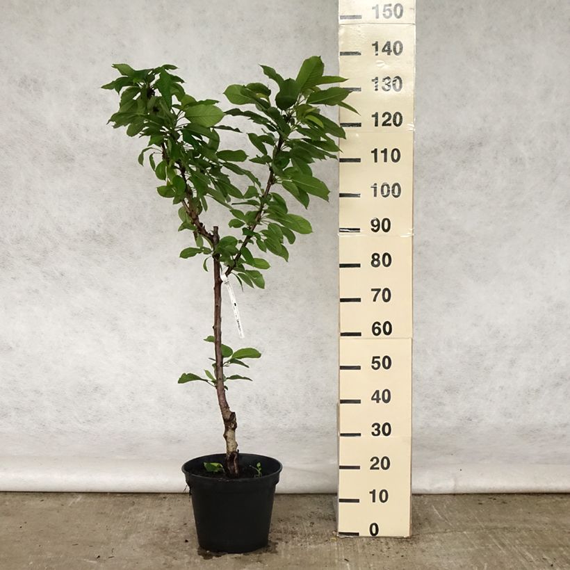 Prunus avium Sylvia - Cherry Tree 7.5L/10L pot, Goblet sample as delivered in spring