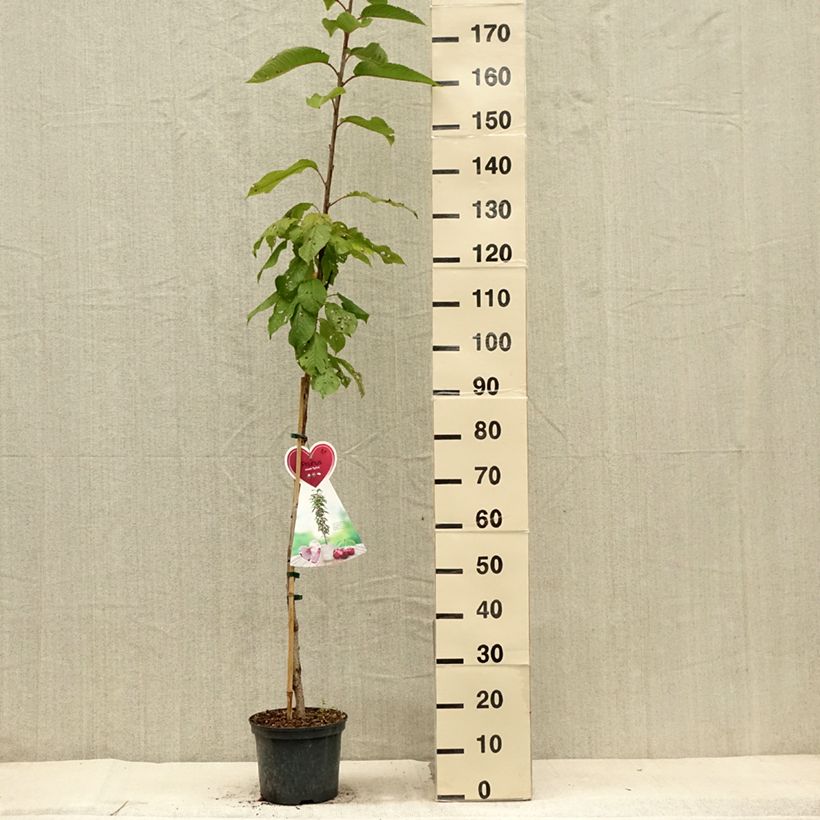 Prunus avium Sylvia - Cherry Tree 4L/5L pot, Columnar sample as delivered in summer