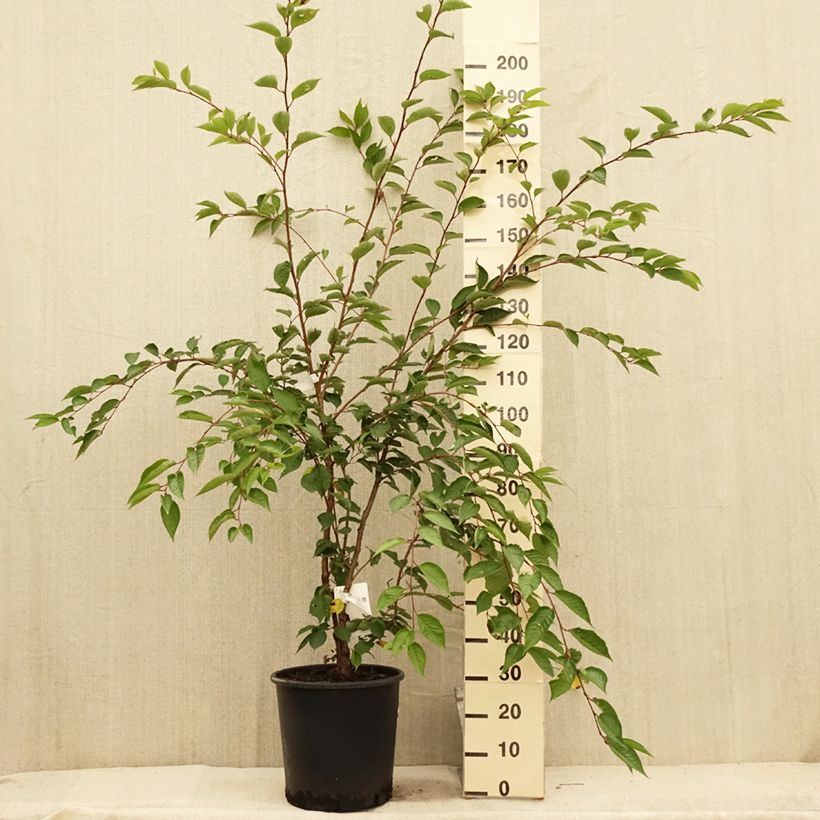 Prunus Accolade - Cherry 18L/20L pot, Half standard sample as delivered in summer