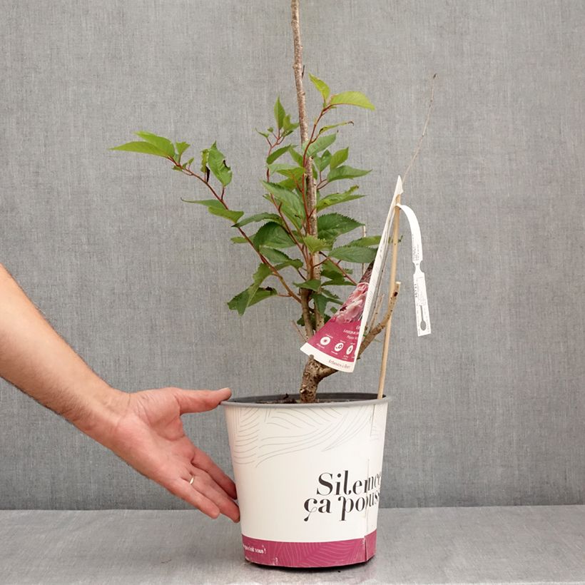 Prunus Accolade - Cherry 4L/5L pot sample as delivered in summer
