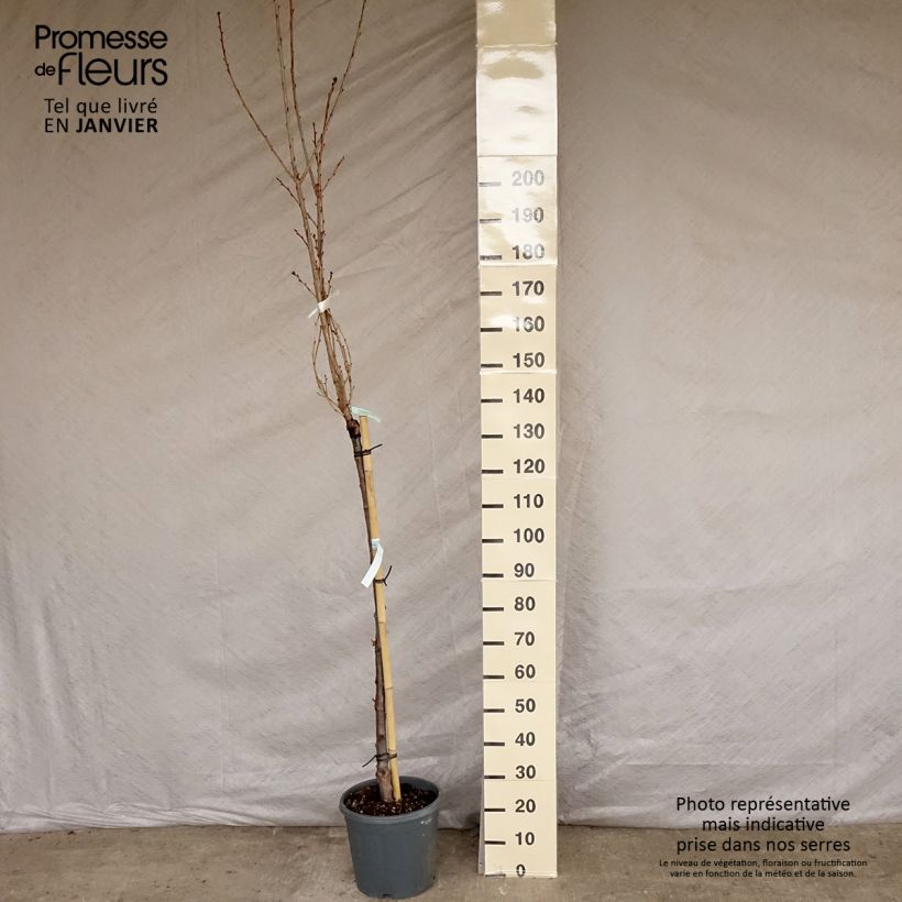 Prunus serrulata Kanzan - Japanese Cherry 7.5L/10L pot sample as delivered in winter
