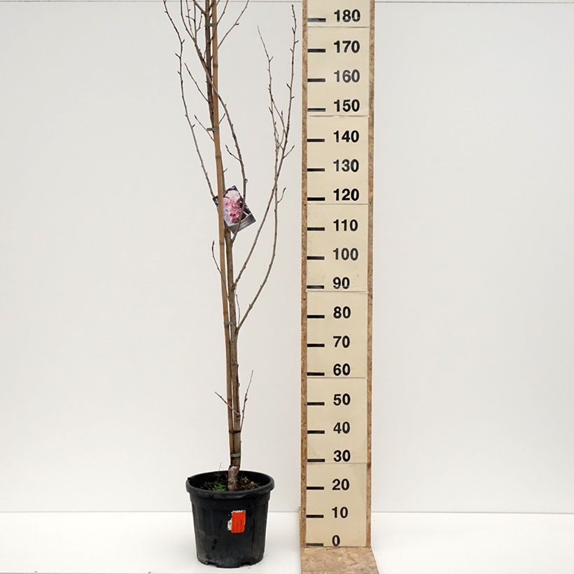 Prunus serrulata Royal Burgundy - Japanese Cherry 18L/20L pot sample as delivered in winter