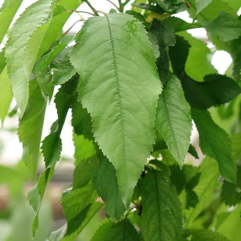 Two-in-one cherry tree - Prunus cerasus Bigarreau Burlat and Napoléon  (Foliage)