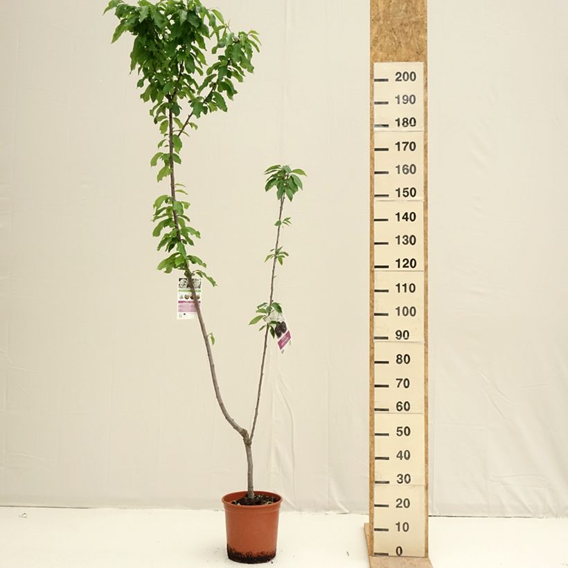 Two in one cherry tree - Prunus cerasus Bigarreau Burlat and Napoléon  7.5L/10L pot sample as delivered in spring