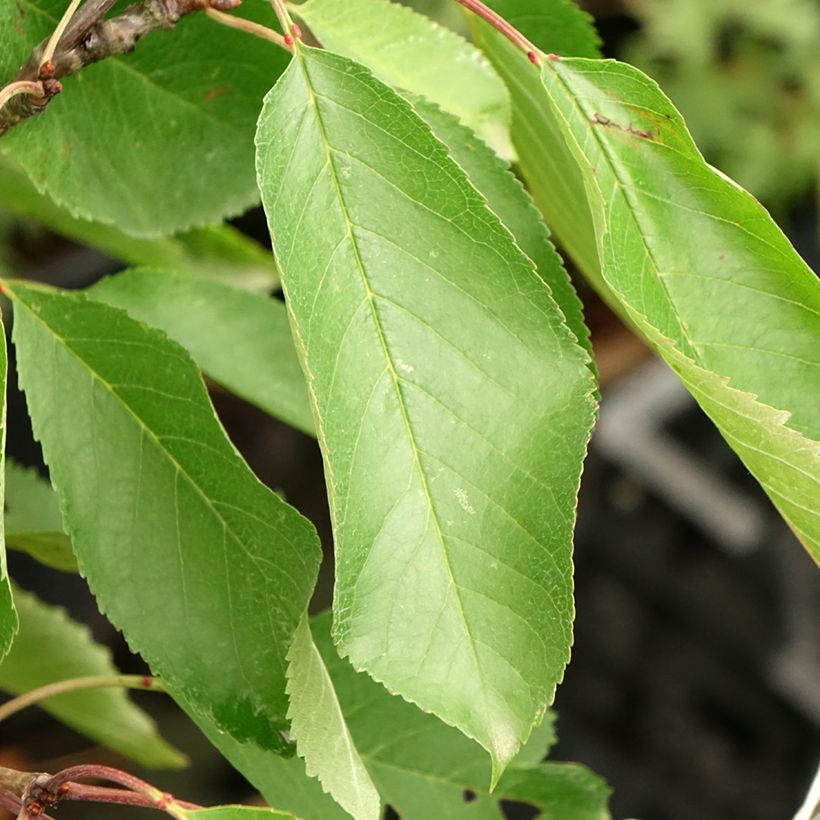 Prunus avium Bigarreau - Hedelfingen and Napoleon grafted on the same rootstock. (Foliage)