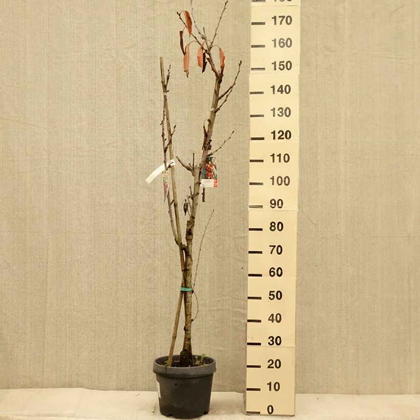 Prunus avium Bigarreau - Hedelfingen and Napoleon grafted on the same rootstock. 7.5L/10L pot sample as delivered in autumn